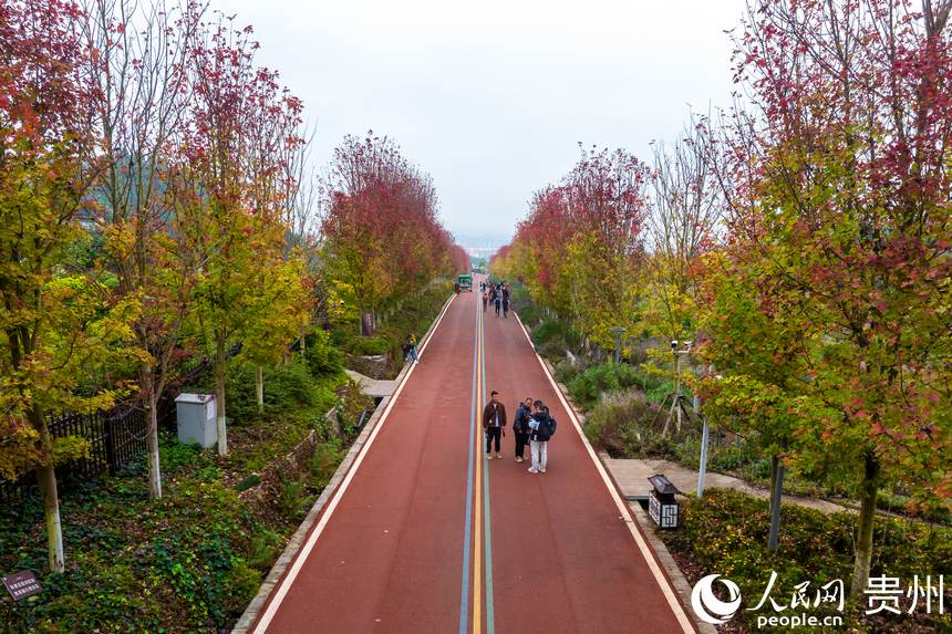 航拍陽光谷旅游度假區(qū)紅楓林大道景點。人民網(wǎng)記者 涂敏攝