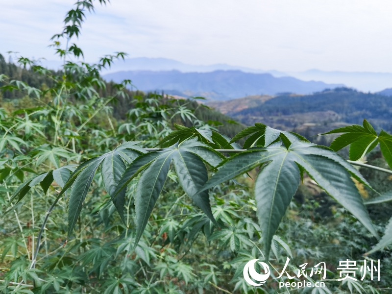 華優(yōu)村長(zhǎng)勢(shì)喜人的甜茶。人民網(wǎng) 王秀芳攝