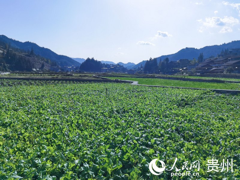 平堡村田園風(fēng)光。人民網(wǎng) 王秀芳攝