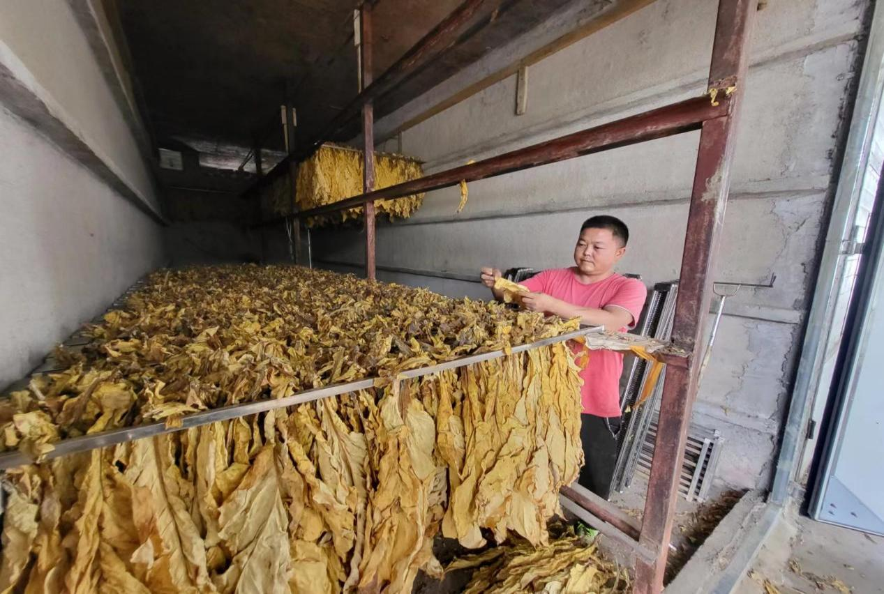 劉靜正在烘房查看煙葉質(zhì)量。