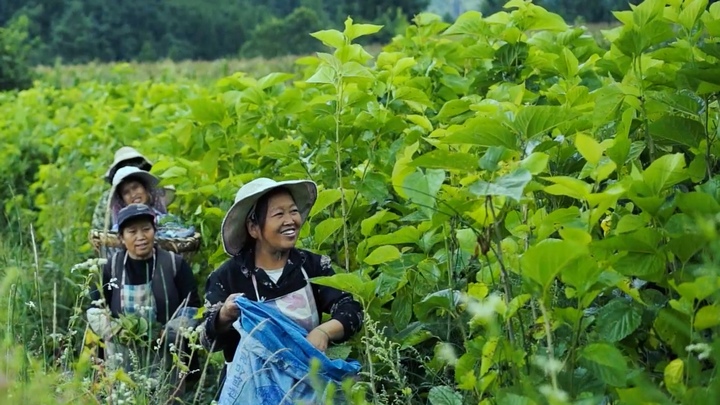 納雍縣勺窩鎮(zhèn)村民正在采摘桑葉。羅勇攝