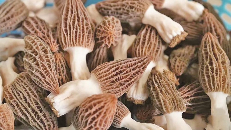 羊肚菌。