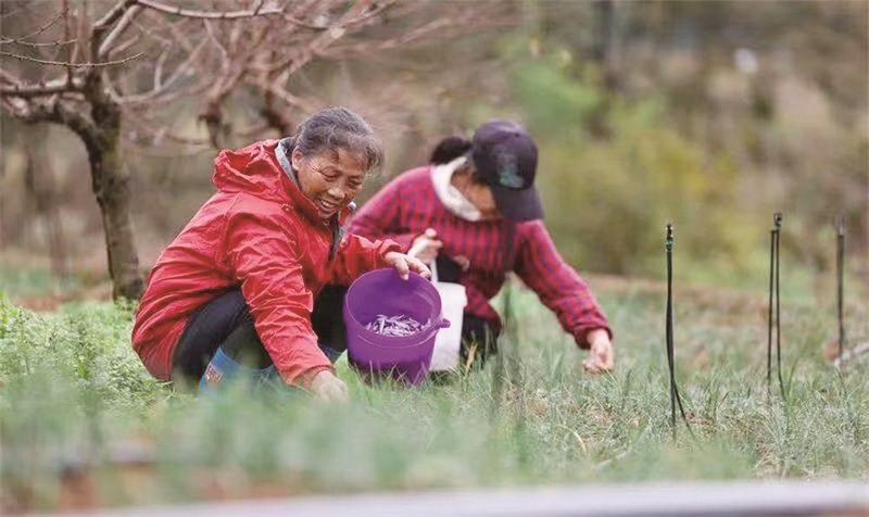 村民在黃桃林下采摘藏紅花。胡攀學攝