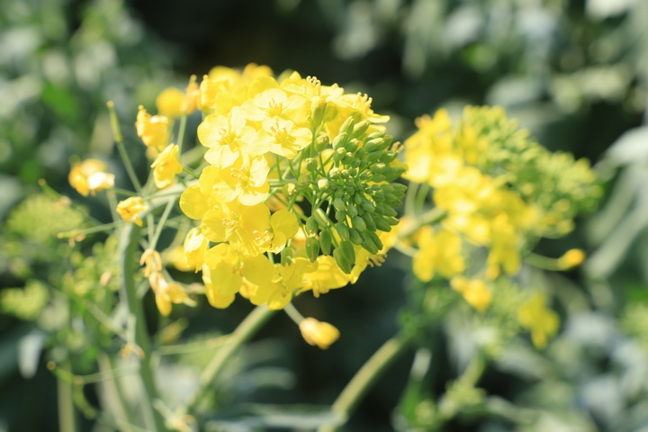 油菜花。