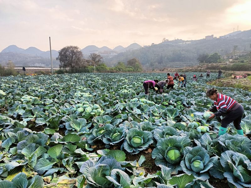 暗流河村蔬菜產(chǎn)銷合作社的種植基地。