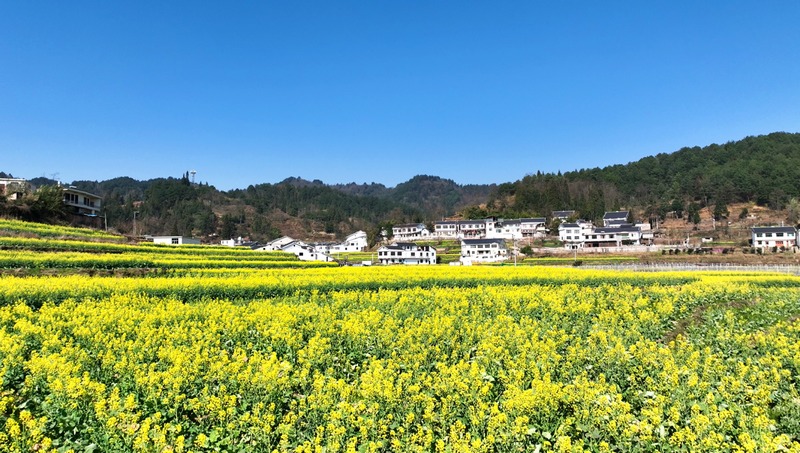 1、油菜花開。.jpg