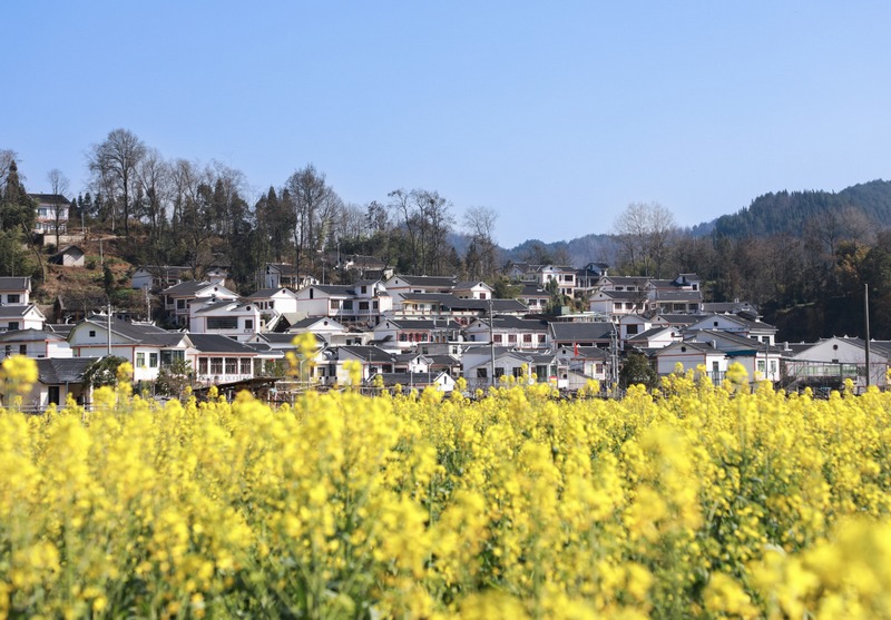 3、油菜花開。.jpg