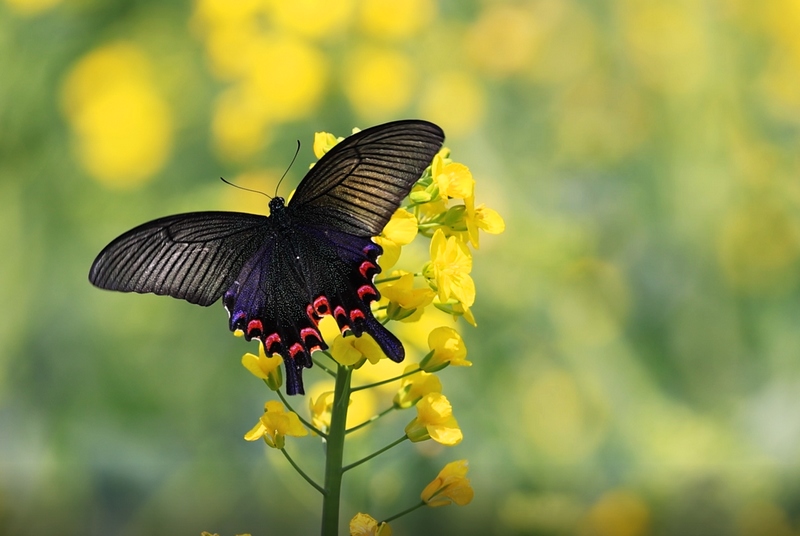 6、油菜花開。.jpg