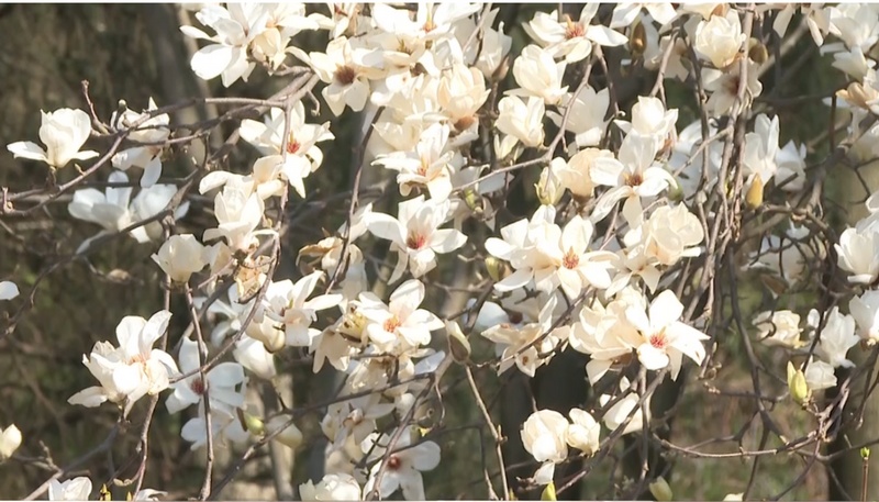 2、玉蘭花綻放。.jpg