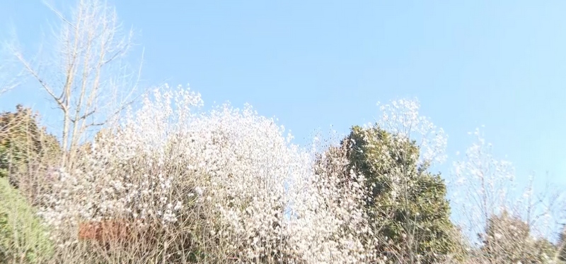 3、玉蘭花綻放。.jpg