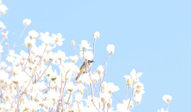 4、玉蘭花綻放。.jpg