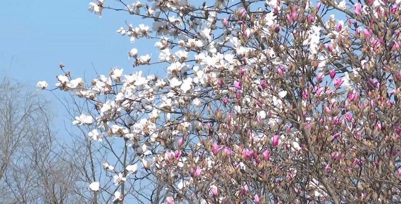 6、玉蘭花綻放。.jpg