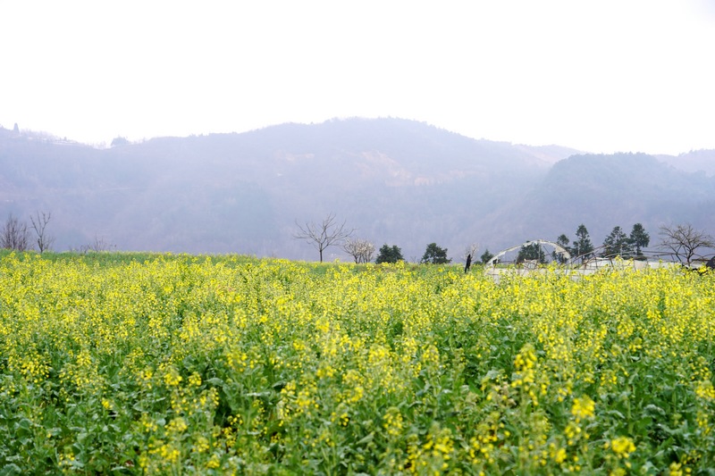 2024年2月26日，納雍縣沙包鎮(zhèn)青杠村成片油菜花盛開(kāi)。江嬋　攝.JPG