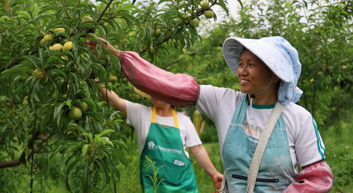 村民采收蜂糖李。