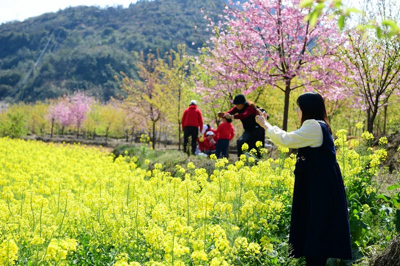 3、 在櫻花林中的油菜花田，金黃當前景，櫻粉作背景，游人在其中漫賞風景.jpg