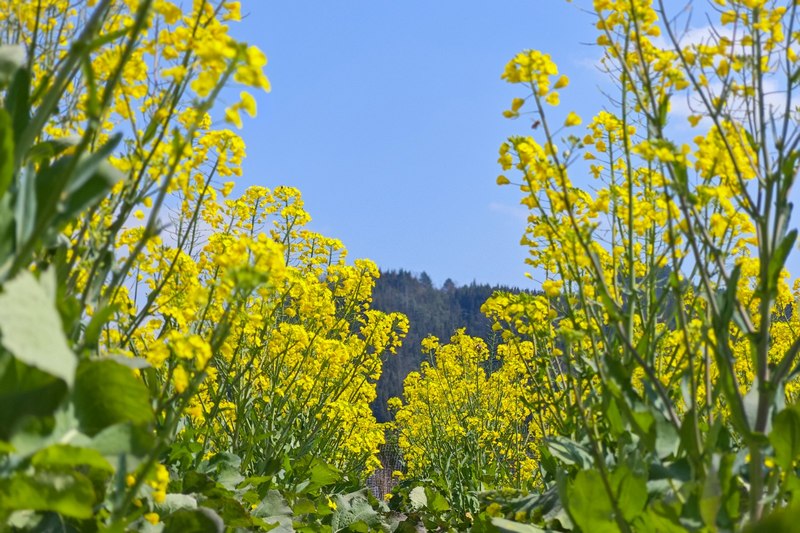 5 天空的湛藍色與油菜花的金黃色交織出春天的繽紛色彩.jpg