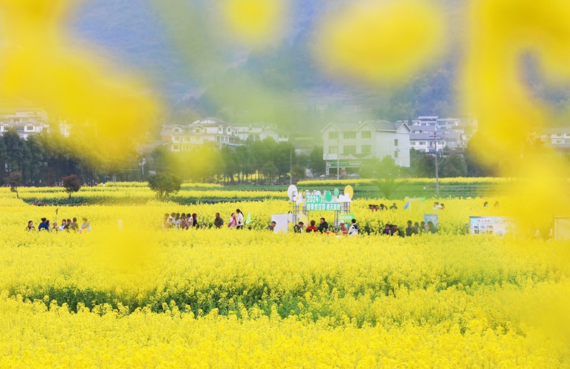 官倉(cāng)油菜花開，吸引眾多游客游玩打卡。陳桂良 攝 (2)