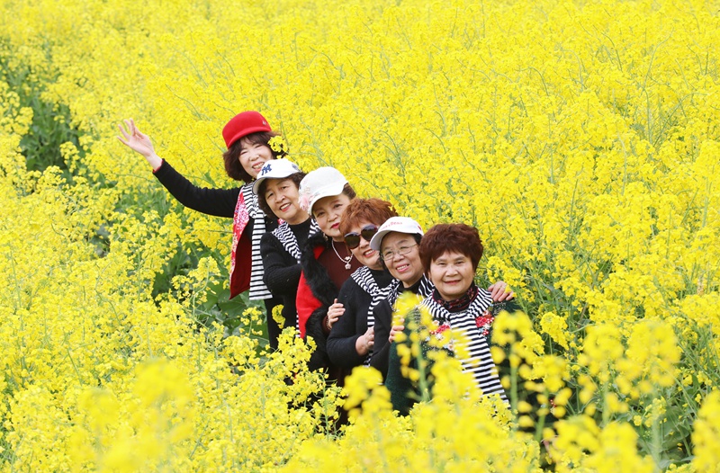 官倉(cāng)油菜花開，吸引眾多游客游玩打卡。陳桂良攝
