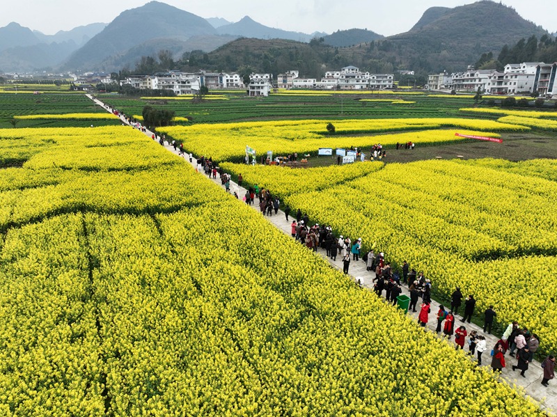 官倉(cāng)油菜花開，吸引眾多游客游玩打卡。陳桂良 攝