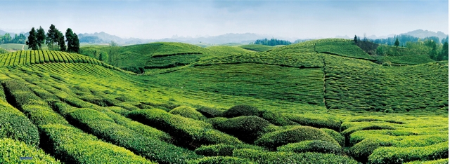 湄潭萬畝茶海。貴州省農(nóng)業(yè)農(nóng)村廳供圖