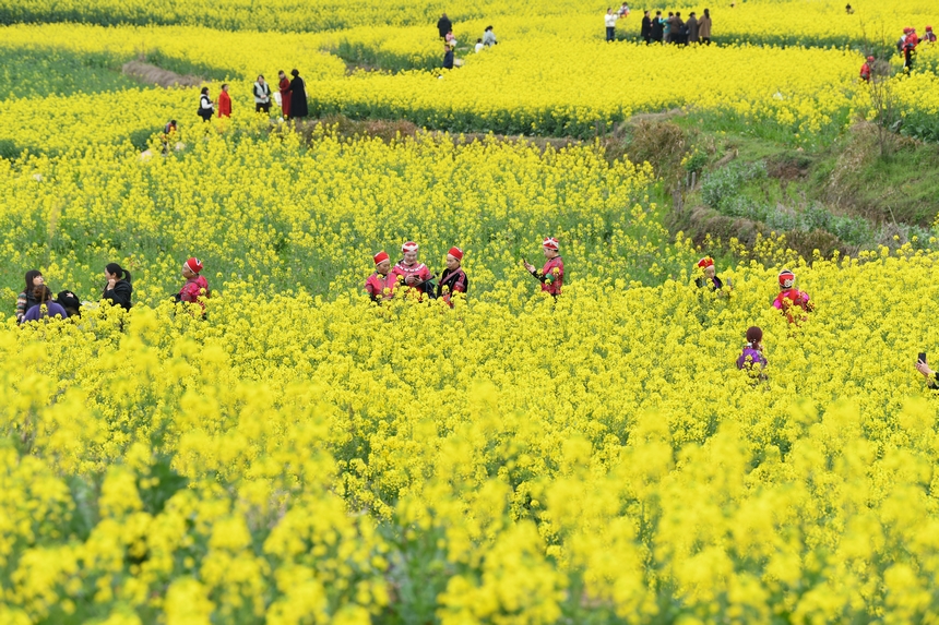 油菜花開(kāi)引客來(lái)