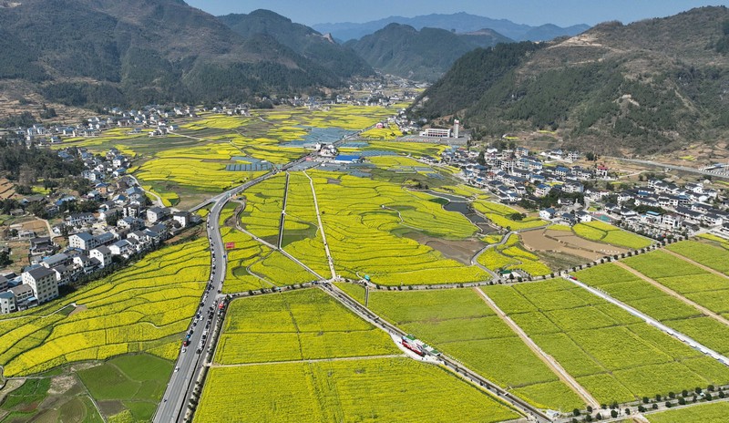 1、綏陽萬畝油菜花田。李前勇 攝.jpg