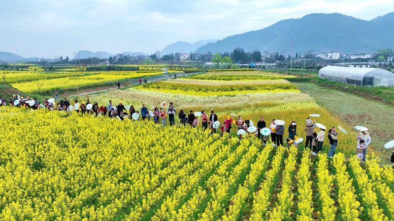 2、綏陽油菜花田。徐進(jìn) 攝.JPG