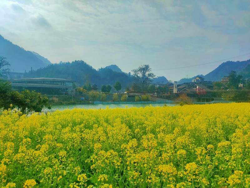 04 老屯鄉(xiāng)長灘大壩油菜花田  熊慶來攝.jpg