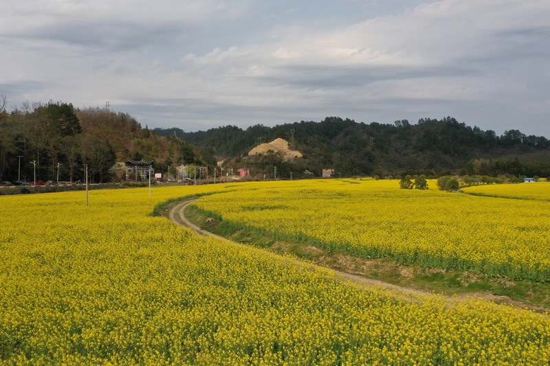 09 老屯鄉(xiāng)榕山大壩油菜花田  邰英 熊慶來攝.jpg