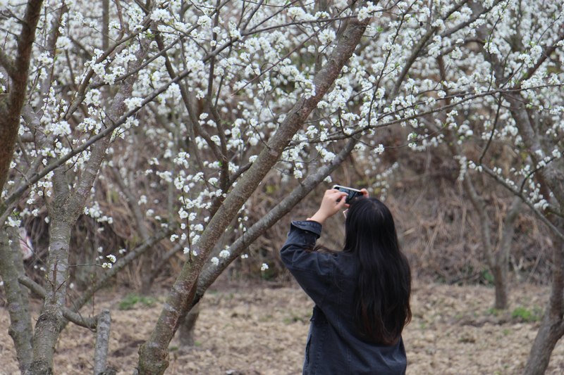 15  游客在老屯鄉(xiāng)八賀山蜂糖李基地拍照    熊慶來攝.JPG