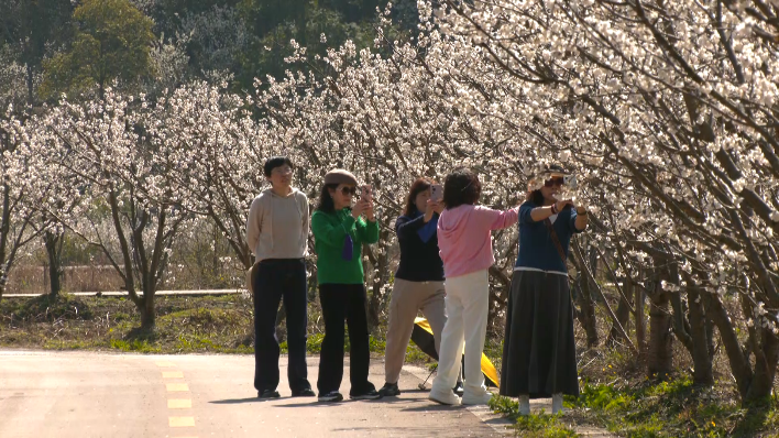 櫻桃花開(kāi)春意濃。黃曉箐攝
