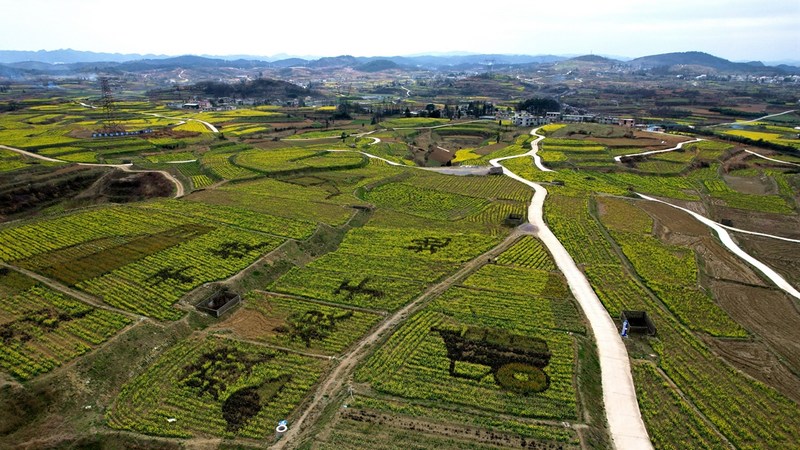 修文縣久長(zhǎng)街道高標(biāo)準(zhǔn)農(nóng)田600余畝油菜花盛開(kāi) 修文縣融媒體中心查姜維 攝.jpeg
