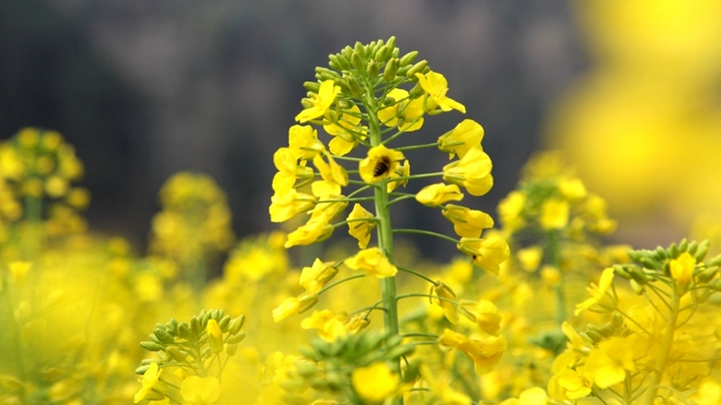 蜜蜂正在油菜花花朵上采蜜 。姜繼恒 攝.jpeg