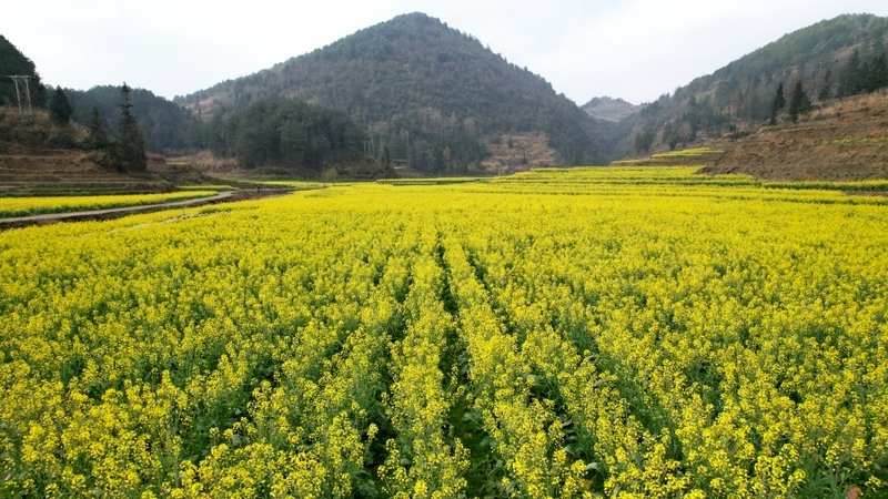 油菜花一行行、一塊塊有序排列。姜繼恒 攝.jpeg