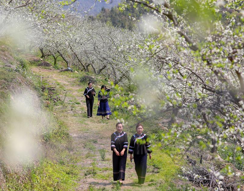 2024年3月12日，游客在貴州省黔南布依族苗族自治州羅甸縣羅悃鎮(zhèn)李子基地賞花、拍照。