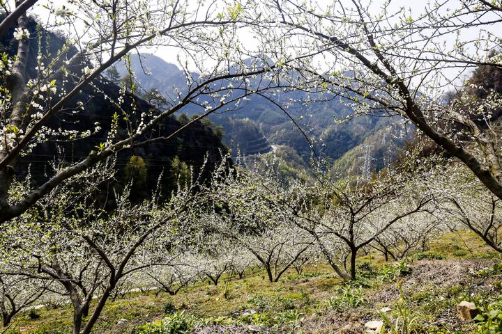 羅悃鎮(zhèn)蜂糖李種植基地一角。