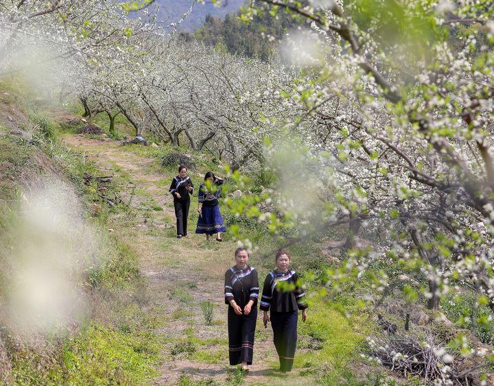 游客盡情享受漫山花海的閑情時光。