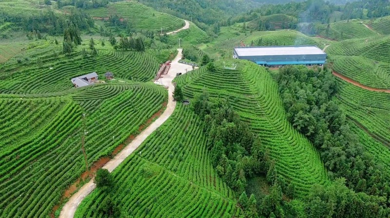 江龍茶山。