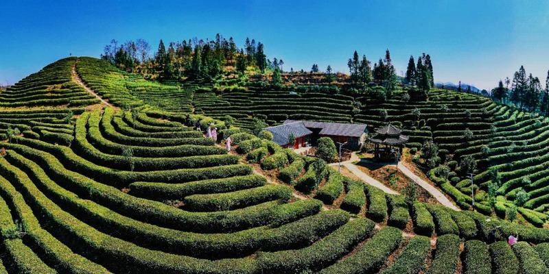 江龍茶山。