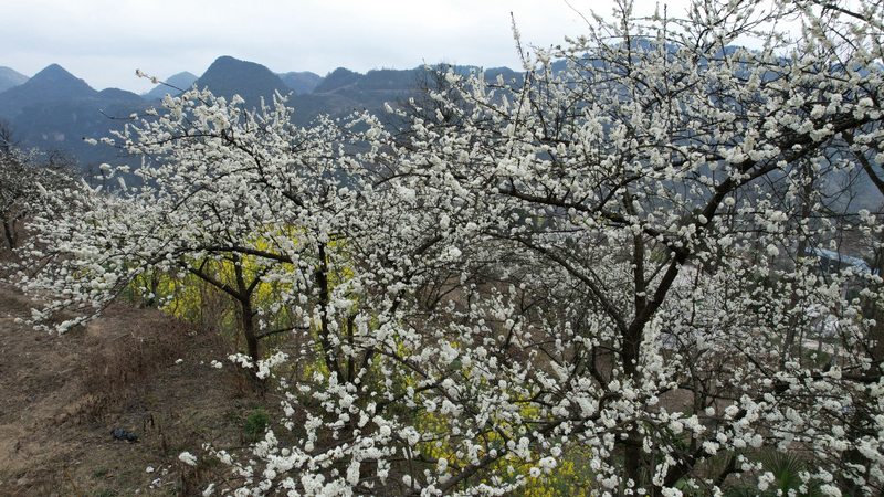 修文縣小箐鎮(zhèn)小箐村的“郭田酥李”熱情盛開。姜繼恒攝