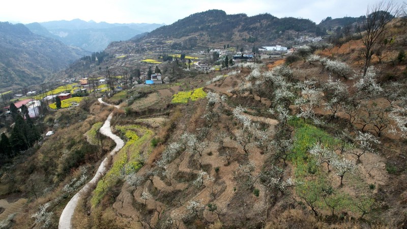 一株株李花純白如雪，分散在田間土坎上和村民的房前屋后。姜繼恒攝