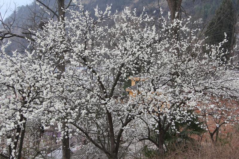 種植面積在3500畝左右。姜繼恒攝