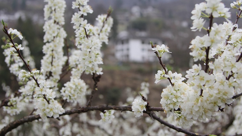 千樹萬樹蜜李正以時(shí)不我待的姿態(tài)，沐浴在和煦的春風(fēng)中爭相怒放。姜繼恒攝