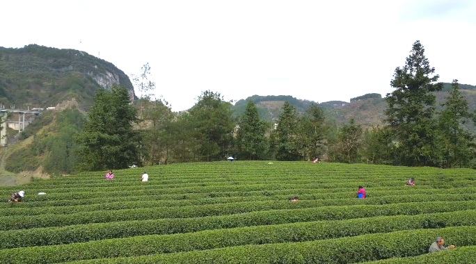 思南縣鸚鵡社區(qū)茶葉種植基地。