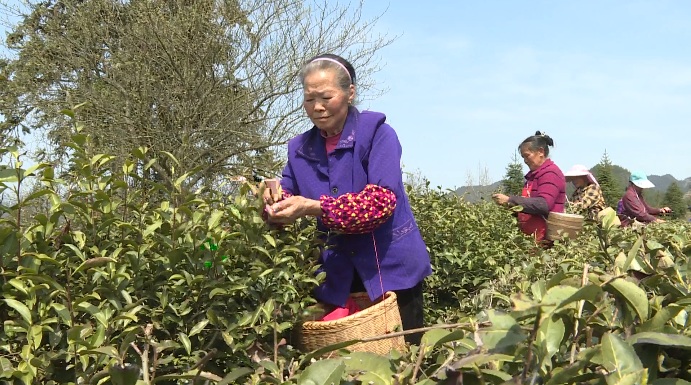 梵凈山翠峰茶采摘現(xiàn)場。
