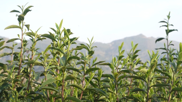 銅仁春茶。