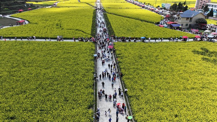 圖為游客們漫步油菜花田。