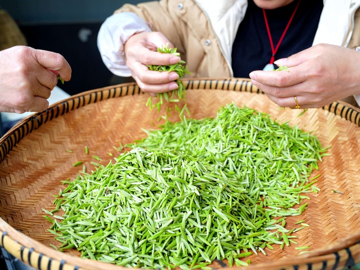 春茶采摘忙。
