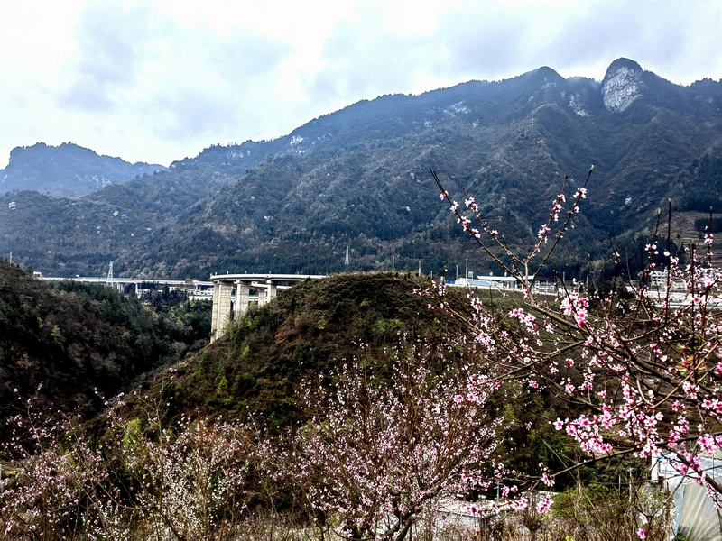 赫章縣野馬川鎮(zhèn)前山村桃李爭(zhēng)春。王永勝攝