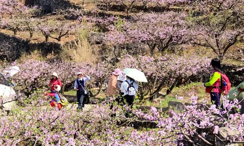 游客在桃園里拍照打卡 李長庚 攝.jpg